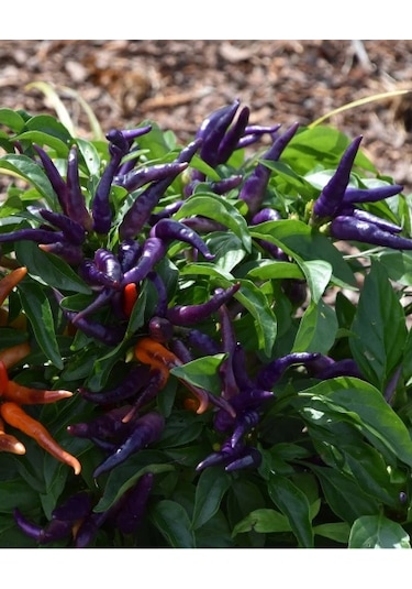 Bykurt Sunagri Mor Acı Cin Biber - Bahçe Ve Saksıda Dikime Uygun 50 Adet