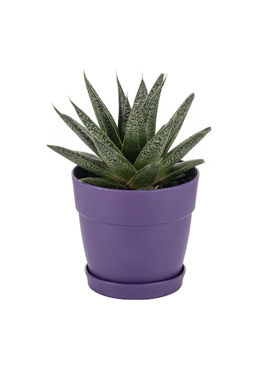 Poliwork Tabaklı Kaktüs Saksı Mix 0,4 Lt 95 90 Mm 26399887