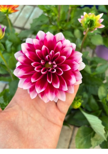 Ceka Botanik Canlı Yıldız Çiçeği - Dahlia Özel Seri Katmerli Form