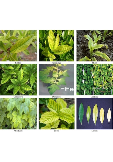 1 KG Syngenta Sequestrene Fe Demir.