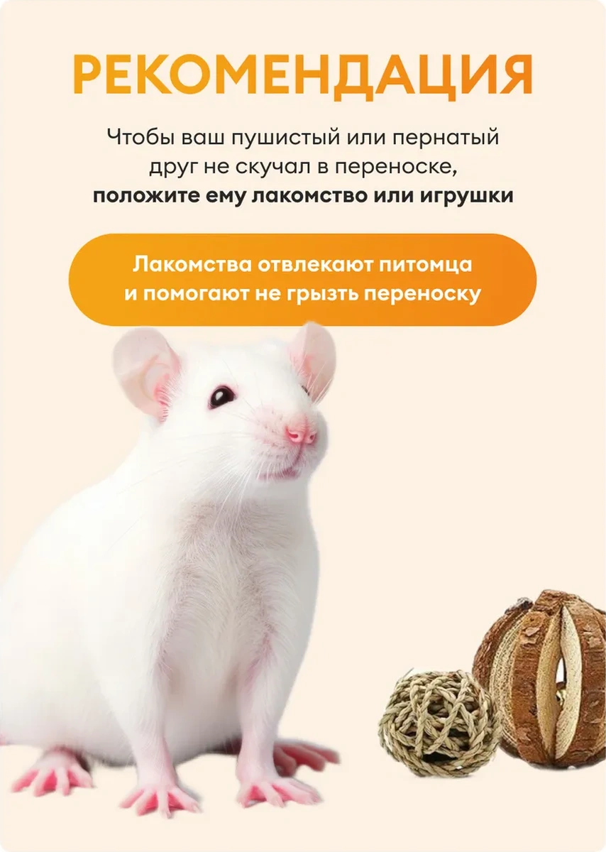 Loorı Kemirgenler Ve Kuşlar İçin Taşıma Kabı Mini 25x21x16 Cm 140844944