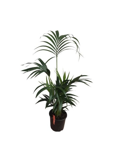 Howea Forsteriana Kentia Palmiyesi İthal - Kentya - 120 Cm