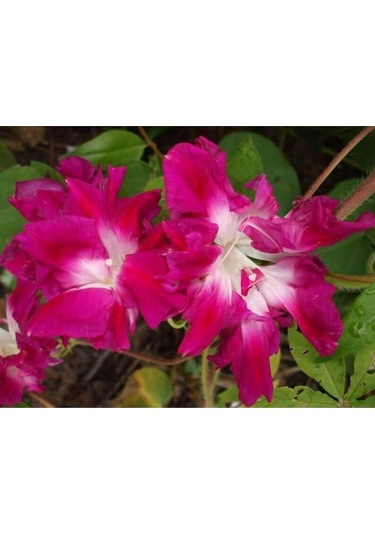 5 Adet Sunrise Serenade Morning Glory Tohumu