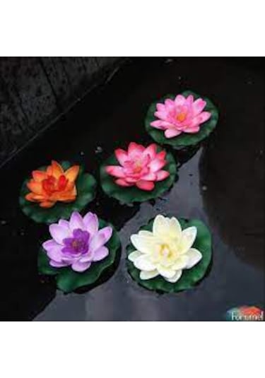 5 Adet Tohum Nadir Karışık Renkli Lotus Su Çiçeği Tohumu Organik