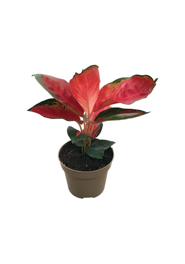 Aglaonema ‘red Zircon’ 3009