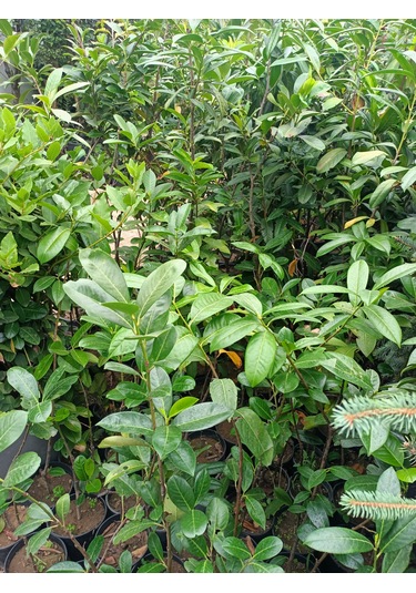 Karayemiş Fidanı 50-100 Cm