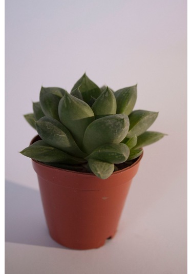 Haworthia Cymbiformis Optusa Sukulent Tekli 5,5 Cm Saksıda