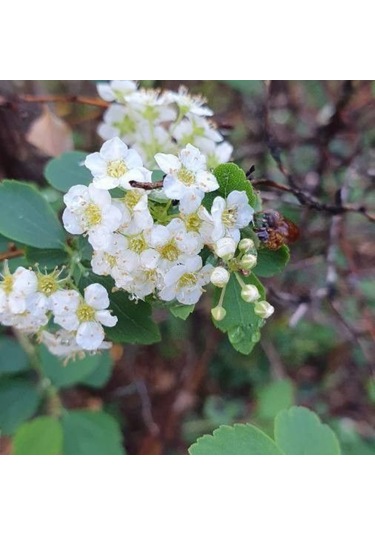 Mahlep Ağacı Fidanı Prunus Mahaleb - 1-2 Yaşında, Dikime Hazır