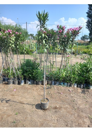 Tijli Pembe Zakkum Ağacı 1,70-200 Cm. Nerium Oleander