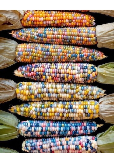 Renkli Mısır Tohumu 100 Adet