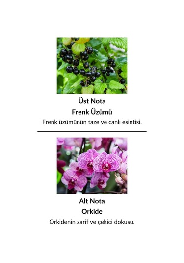 Alescia St-94 Kadın Parfüm EDP 50 ML