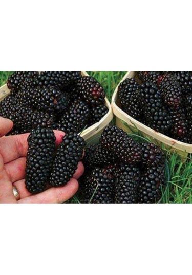 Karadut Tohumu Dev Karadut Tohumu 5 Adet Tohum