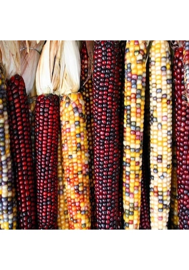 Doğal Renkli Hint Mısırı Tohumu 200 Tohum