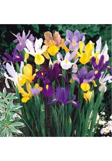 Karışık Renkli Iris Mix (Süsen) Soğanı 10 Adet - ADAFDN0035