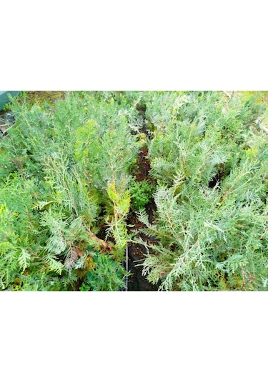 Yeşil Mazı 3 Adet / 30-50 Cm Çit Bitkisi Thuja Orientalis