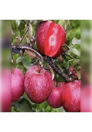 Elma Posof İçi Dışı Kırmızı 150-180 Cm Tüplü