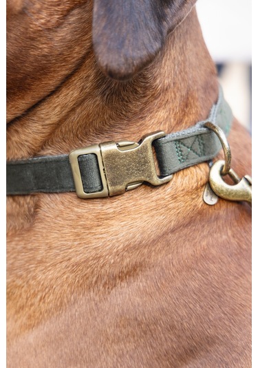 Beeztees Dbl Köpek Tasması, Kadife, Nefti, 48-70cm, 25mm Çok Renkli