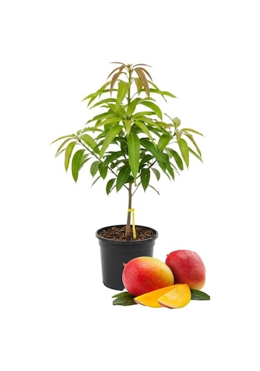 Kent Mango Fidanı 2 Yaş Aşılı, Tüplü, 60 70 Cm Lifsiz & Tatlı