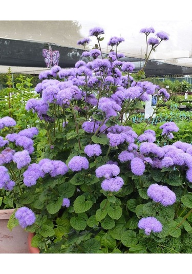 Vapur Dumanı 30 Adet Tohum