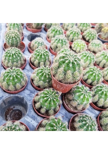 Top Kaktüs 5.5 Cm Saksıda