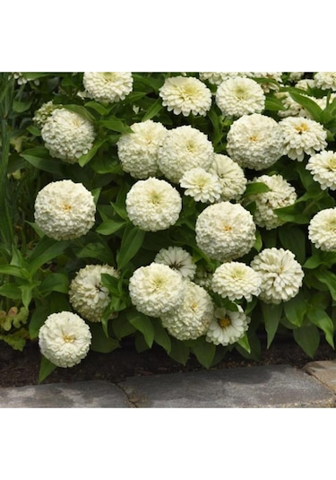 Beyaz Renk Zinnia Çiçeği Tohumu