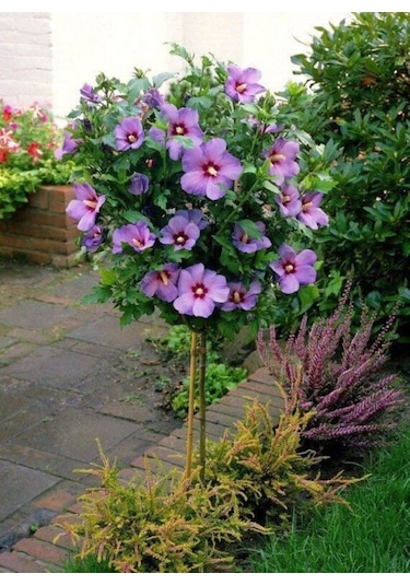 Ağaç Hatmi Fidanı 60-80 Cm Boyunda, Renkli Çiçekli Bahçe Bitkisi