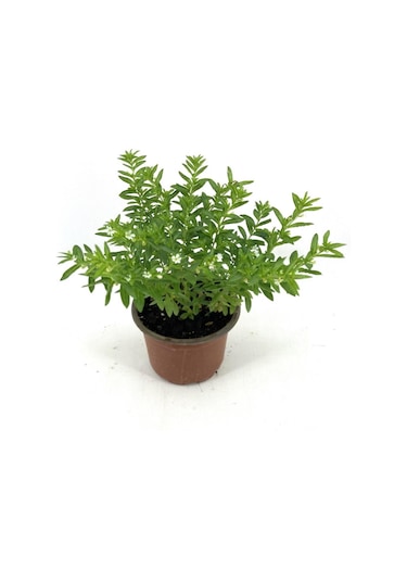 Kufeya Beyaz Çiçekli 20-25 Cm