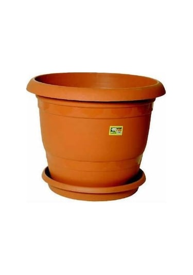 Tavuskuşu Papatyası Tohumu Karışık Tavus Kuşu Çiçeği Tohumu Yetiştirme Kiti