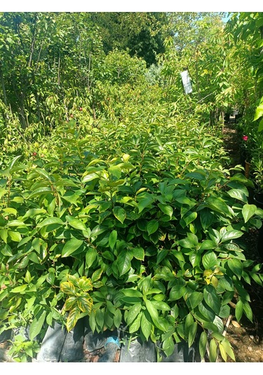 Yeşil Deniz Fidancılık Tüplü Trabzon Hurması Fidanı 50-100 Cm