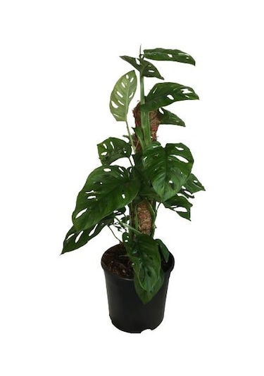 Monstera Obliqua - Sarmaşık Cins Deve Tabanı 80-100 Cm