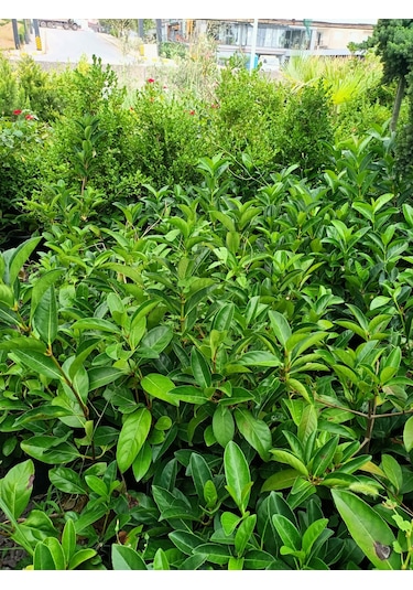 Yeşil Deniz Fidancılık Lisidum Kartopu Fidanı 50-100 Cm