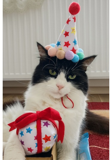 Kedi Parti Kutusu  4'lü Set