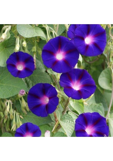 Sarmaşık Kahkaha Çiçeği Tohumu Çiçek Tohumu Çiçek 5 Tohum