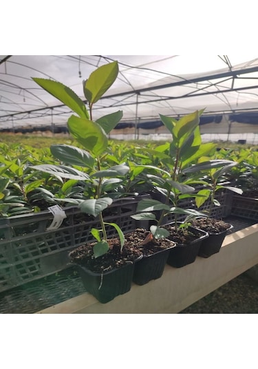 Tüplü Her Bölgeye Uygun 20 Adet Siyah Aronya Fidanı 20-40 Cm