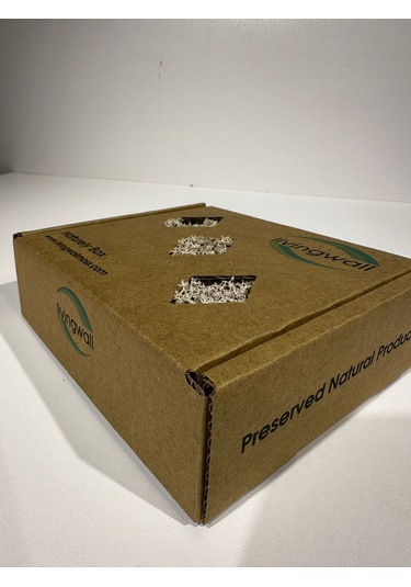 Reindermoss Şoklanmış Norveç Yosunu Terarium Yosunu Natural Green 100 Gr.
