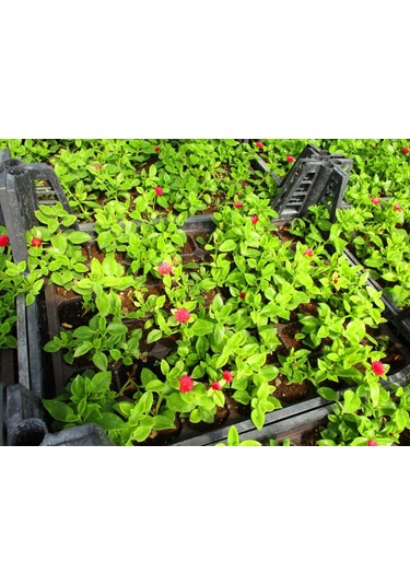 Buz Çiçeği 180 Adet - Çok Yıllık Çiçek