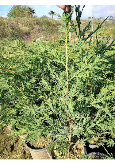 10 Adet Leylandi, Saksılı 70 cm Üzeri (Çit Çamı)