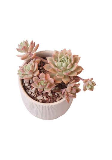 Sedeveria Markus Variegata - Sukulent Haangarden