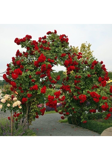 Kırmızı Yediveren Sarmaşık Gül Fidanı 15-25 Cm