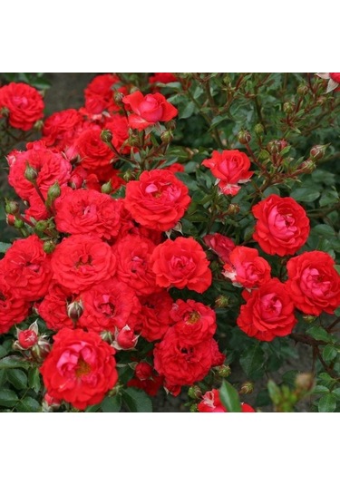 Tüplü Yer Örtücü Soğuklara Dayanıklı Zwergenfee Yediveren Gül Fidanı