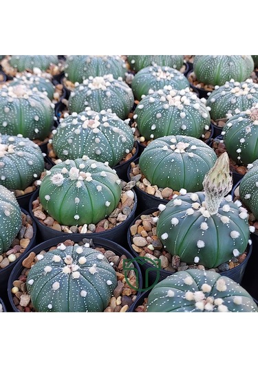 Astrophytum Asterias Serisi 1 Adet Nadir Koleksiyon Kaktüs 5.5 Cm
