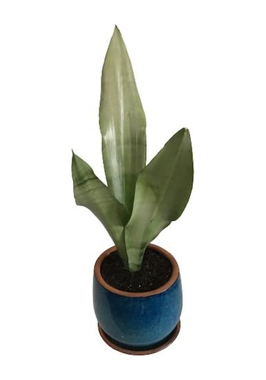Dekoratif Toprak Saksıda Sansevieria Moonlight Sanseverya