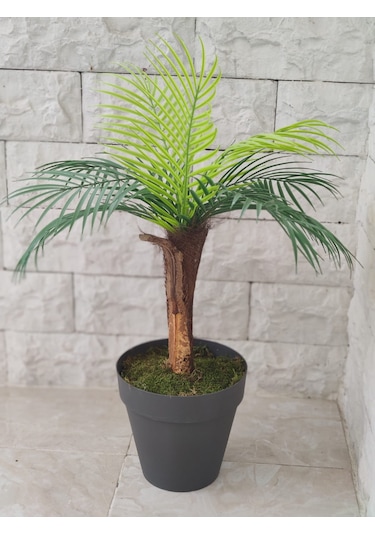 Tek Gövde Lüks Palmiye Sıkas Ağacı Kabuklu 80 Cm