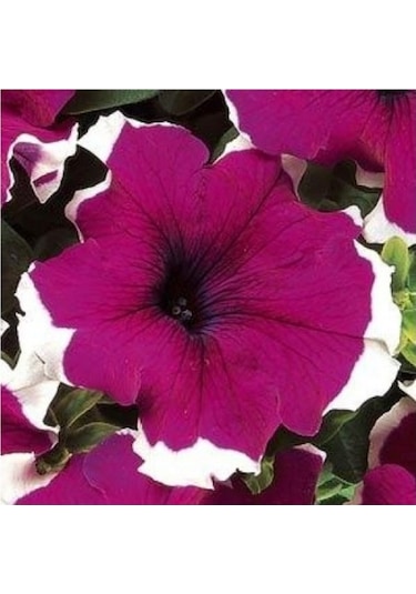 Petunya Çiçeği Petunia GRandiflora Dreams F1 10 Adet Tohum