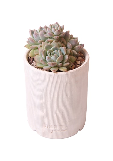 Echeveria Frost Flower - Sukulent Haangarden
