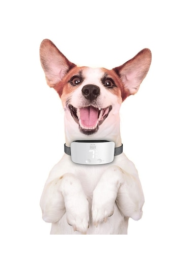 Doggie Havlama Önleyici Eğitim Tasması Ayarlanabilir Beyaz