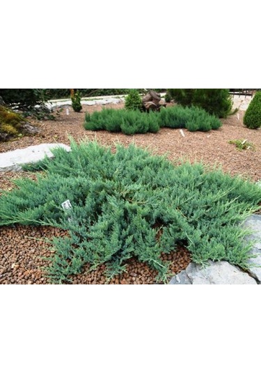 Yayılıcı Ardıç Juniperus Horizontalis - Yer Örtücü Bitki 10 Adet