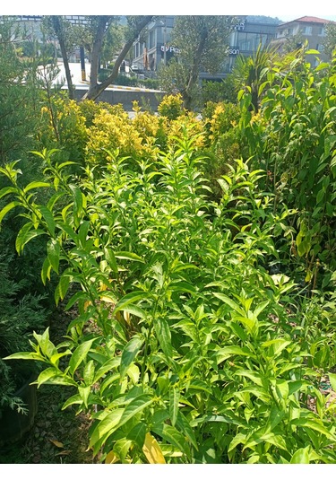 Melisa Akşam Sefası Fidanı 30-50 Cm