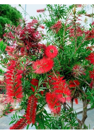 Fırça Çalısı Callistemon 10 Adet 80-100 Cm Çiçekli Peyzaj/çit B