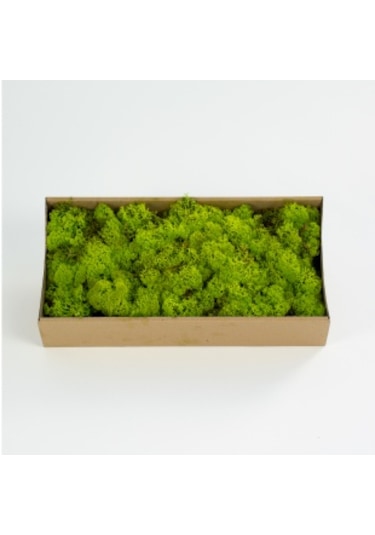 Trend Bahçe Reindeer Moss Lime Green Şoklanmış Norveç Yosunu 500 G